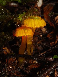 <i>Gliophorus viscaurantius</i> Species of fungus