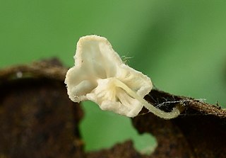 <i>Gloiocephala</i> Genus of fungi