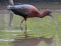 Flamingo Gardens, Florida