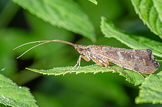 <i>Glyphotaelius</i> Genus of caddisflies