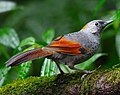 Thumbnail for Golden-winged laughingthrush