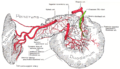 Disecție anatomică care arată originea arterelor pancreaticoduodenale superioare posterioare