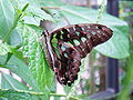 Tailed Jay, Graphium agamemnon