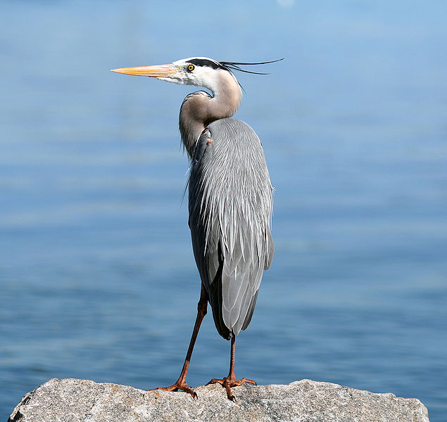 File:Great Blue Heron On Rock1.jpg