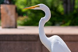 Great egret at Centennial Lakes Park in Edina, Minnesota