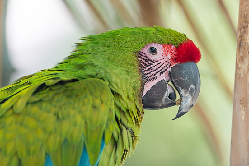 File:Great Green Macaw (19616518859).jpg