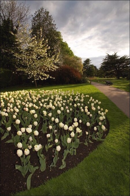 GreenwichFlowerGardenWhiteTulips bordercropped