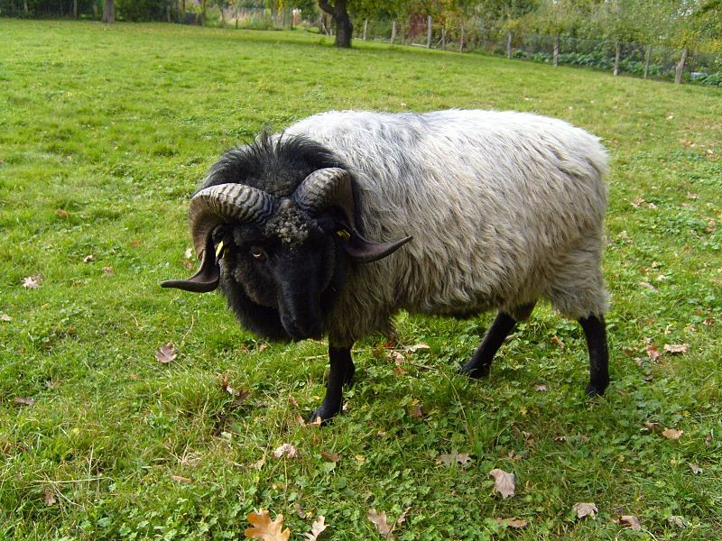 File:Grey horned heath sheep male.jpg