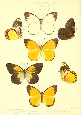 <i>Delias eumolpe</i> Species of butterfly