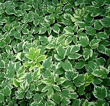 An ornamental form with variegated leaves Ground-elder.jpg