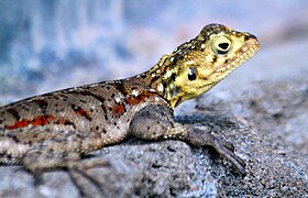 Agama Aculeata