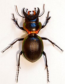 Ground Beetle (Mouhotia gloriosa) (8362194924) .jpg