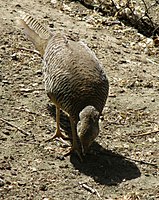 Uk: Neornithes Ik: Neognathae Öo: Galloanserae O: Galliformes F: Phasianidae Uf: Phasianinae S: Chrysolophus A: Chrysolophus pictus Guldfasanhöna i Mössebergs djurpark, Västergötland.