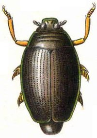 whirligig beetle diagram