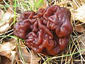 Ucháč obecný (Gyromitra esculenta)