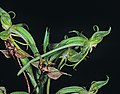 Habenaria amplifolia