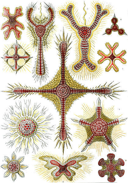 File:Haeckel Discoidea.jpg