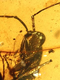 Haidomyrmex scimitarus AMNH-BUFB80 01.jpg