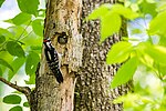 Thumbnail for File:Hairy woodpecker (26710652006).jpg