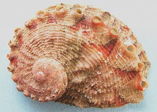 <i>Haliotis queketti</i> Species of gastropod