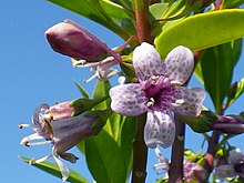 Green leaves and dark stems against clear blue sky with several flowers, an open one facing forward with five purple-spotted light-colored petals surrounding a darker center