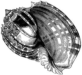 Ilustração com a vista inferior de uma concha do molusco Harpidae Harpa cabriti P. Fischer, 1860[1] (antes Harpa ventricosa)[2], encontrada do Mar Vermelho até a África do Sul, e por toda a costa da África Oriental.[3] Retirada de Pictorial Museum of Animated Nature (1848-1849), Vol. 2, Pg. 236.