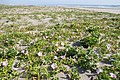 波崎海岸砂丘植物公園（茨城県神栖市）