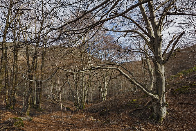 4 mai : bois à Rosis, Hérault, par Christian Ferrer