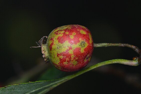 Hawthorn (Crataegus sp.)