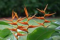 Heliconia latispatha (Starwiz).jpg