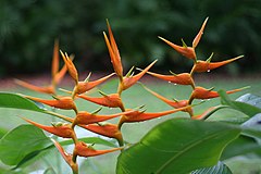 Heliconia latispatha (Starwiz).jpg