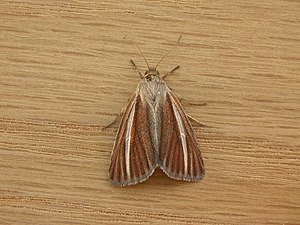 Heliocheilus cramboides (2979230391).jpg