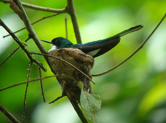 Bird nest - Wikiwand