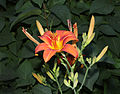 16. Sásliliom (Hemerocallis fulva) (javítás)/(csere)