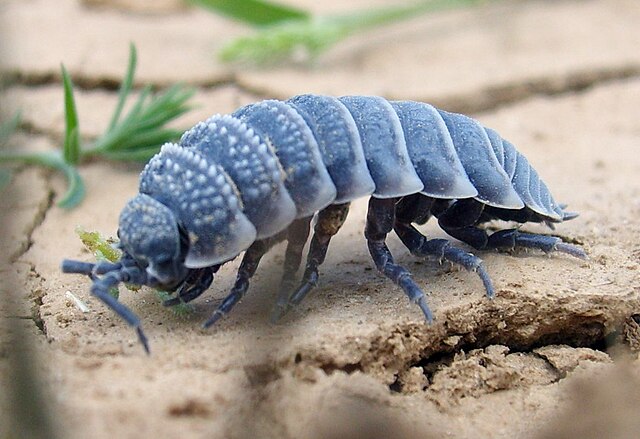 A blue-grey woodlouse on parched desert soil.