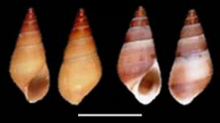 Hemisinus cubanianus shell.png