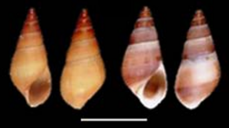 Tập_tin:Hemisinus_cubanianus_shell.png