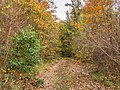 * Nomination Hiking in autumn by Wijnjeterper Schar. Forest path to the lake. --Famberhorst 16:55, 9 November 2017 (UTC) * Promotion Good quality. Would be better with a bit more contrast. --Basotxerri 16:56, 9 November 2017 (UTC) Done. Correction. Thanks for your reviews.--Famberhorst 18:09, 9 November 2017 (UTC)