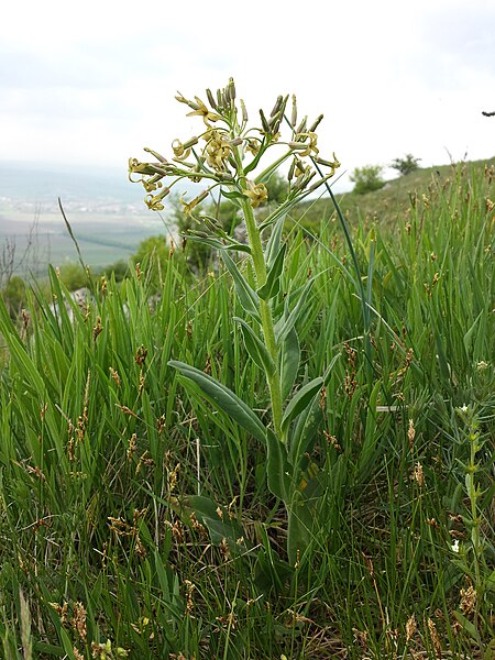 File:Hesperis tristis sl16.jpg