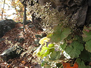 <i>Heuchera parviflora</i> Species of flowering plant