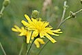 Hieracium laevigatum