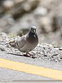Hill Pigeon (Columba rupestris) (28330555389).jpg