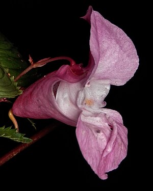 Himalayan Balsam (Impatiens glandulifera)