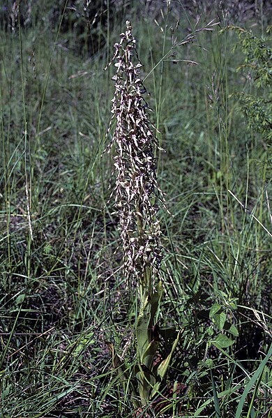 File:Himantoglossum hircinum 10.jpg