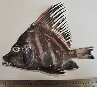 <span class="mw-page-title-main">Sailfin armourhead</span> Species of fish