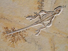 Homeosaurus maximiliani, a rynchocephalian from the Solnhofen Limestone