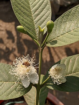 ಸೀಬೆ