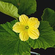 Honeydew melon yellow flower.jpg