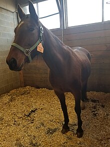 A campus horse in a barn at Rutgers SEBS. Horse at Rutgers Barn.jpg