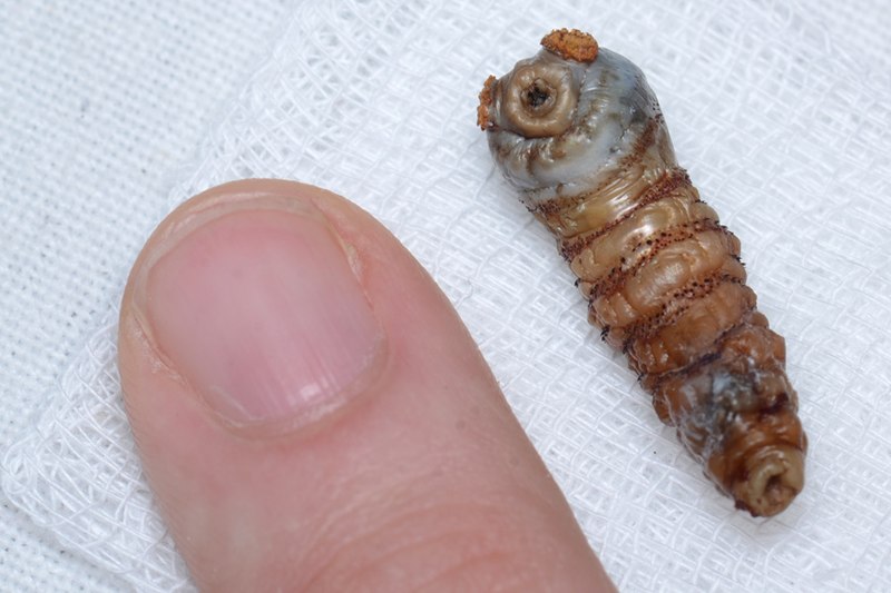 File:Human Botfly (Dermatobia hominis) larva - Lima, Peru - Sept. 2013.jpg